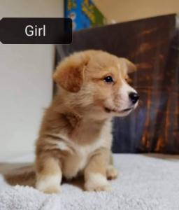 Kc Registered Pembrokeshire Corgi puppies