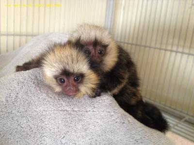 Marmoset Monkeys For Adoption