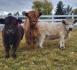 Full breed Miniature heifer Cattles  for sale