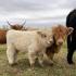 Full breed Miniature heifer Cattles  for sale
